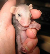 Orphaned Opossum
