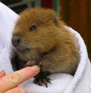 orphaned beaver