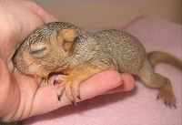 Orphaned Squirrel