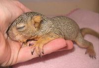 Baby Squirrels