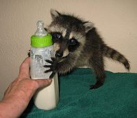 LIVE BABY COON CAM
