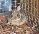 Orphaned Cottontail Rabbits