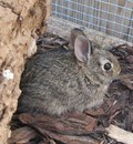 Orphaned Cottontail Rabbits