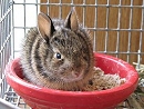 Cottontail Rabbit