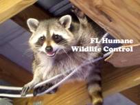 Credit 411 Raccoon Solutions