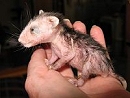 Opossum