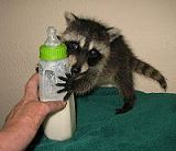 orphaned raccoon