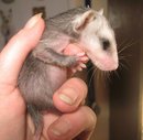 orphaned opossum