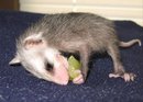 orphaned opossum