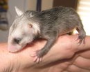 orphaned opossum