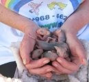 Litter of orphaned opossums