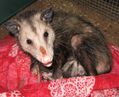 orphaned opossum