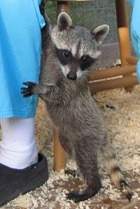 Orphaned Raccoon