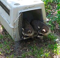 orphaned Raccoons