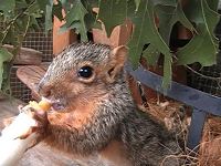 Squirrel Babies