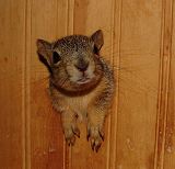 Orphaned Squirrel