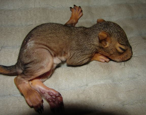 baby squirrel