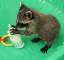 Wildlife Rehabilitation