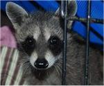 Orphaned Raccoon