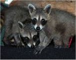 Orphaned Raccoon