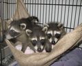 Orphaned Raccoon