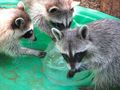 Orphaned Raccoon