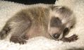 Orphaned Raccoon