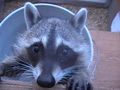 Orphaned Raccoon