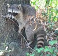 Orphaned Raccoon